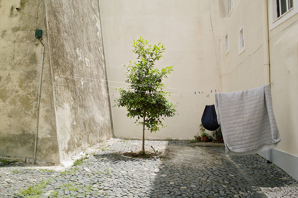 A Tree And A Rug