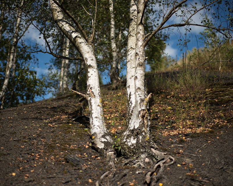 Siamese Tree, Balad 1/ Charleroi