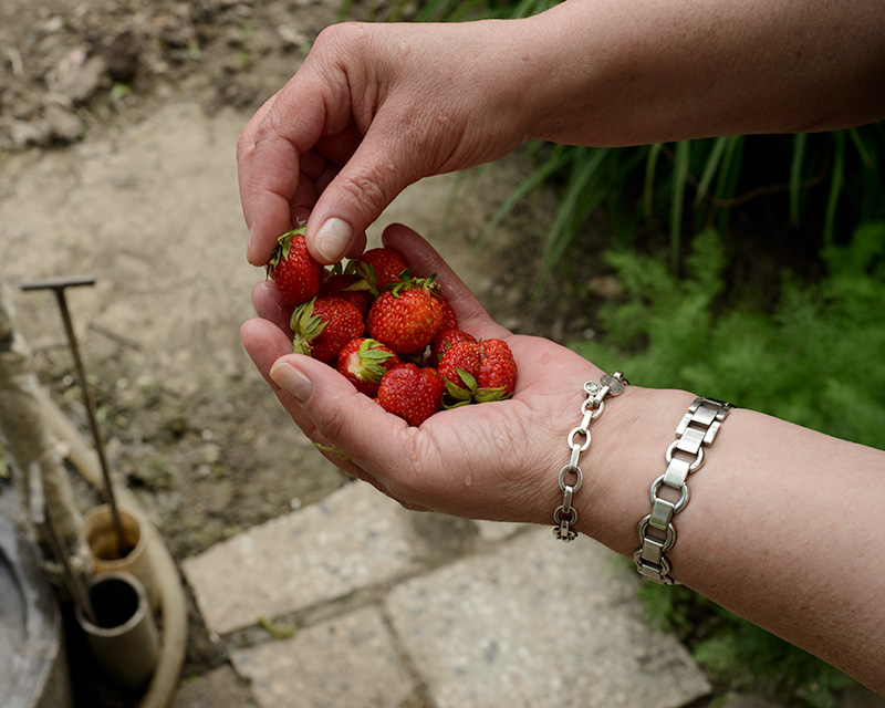 Strawberries